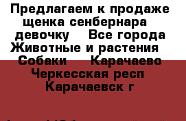 Предлагаем к продаже щенка сенбернара - девочку. - Все города Животные и растения » Собаки   . Карачаево-Черкесская респ.,Карачаевск г.